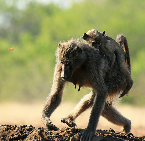 At Mashatu game reserve