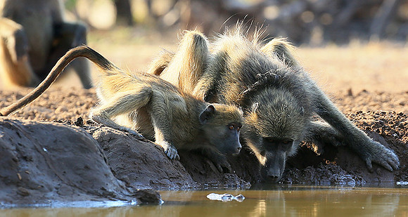 At Mashatu game reserve