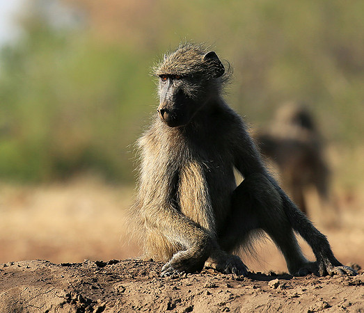 At Mashatu game reserve