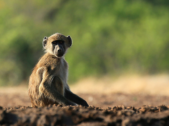 At Mashatu game reserve