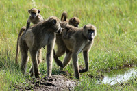 Chacma baboon - Duba Plains