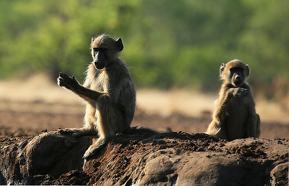 At Mashatu game reserve