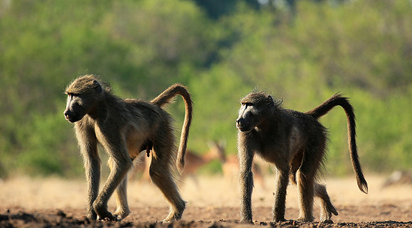 At Mashatu game reserve