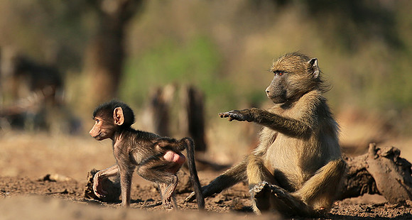 At Mashatu game reserve