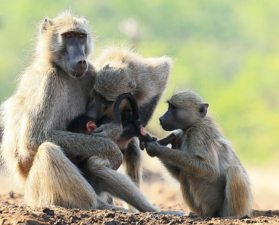 At Mashatu game reserve