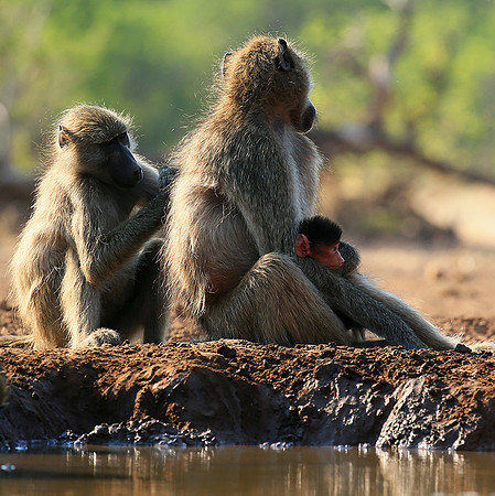 At Mashatu game reserve