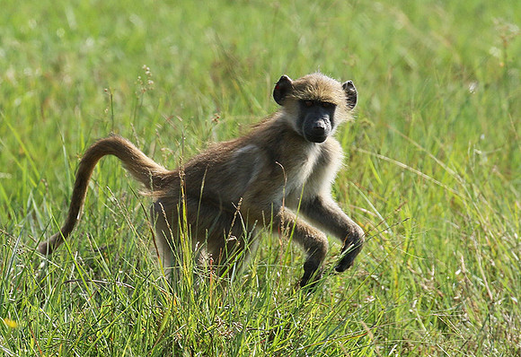 Chacma baboon - Duba Plains