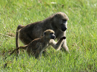 Chacma baboon - Duba Plains