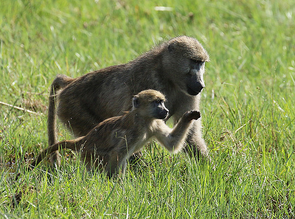 Chacma baboon - Duba Plains