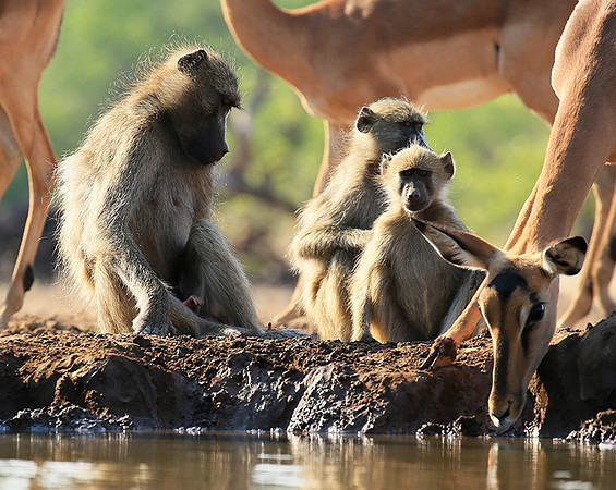 At Mashatu game reserve