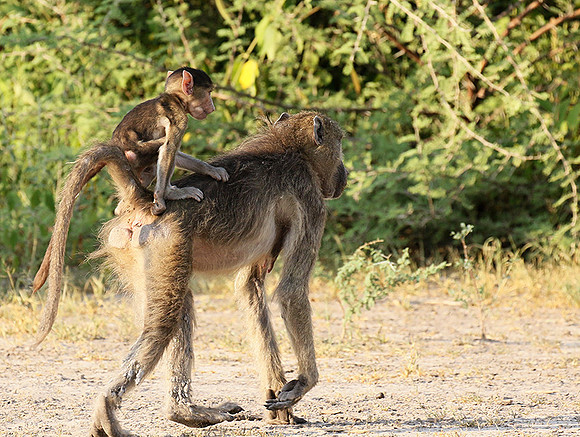Chacma baboon - Moremi game reserve