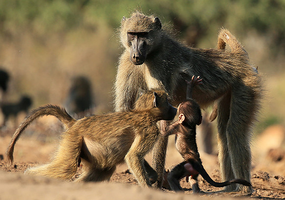 At Mashatu game reserve