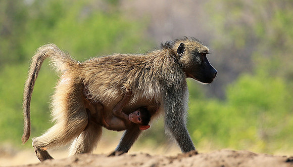 At Mashatu game reserve