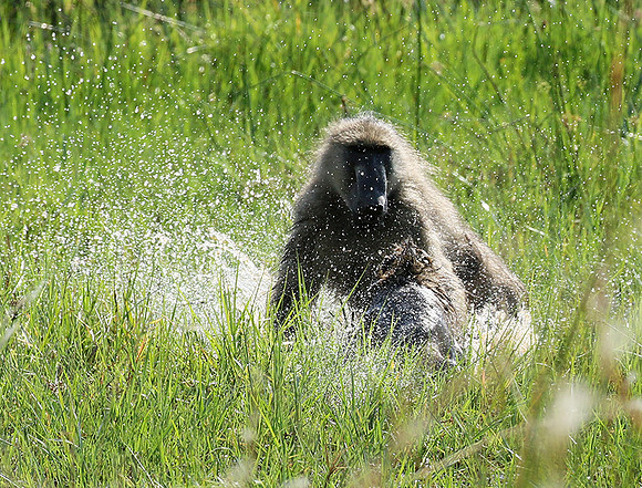 Chacma baboon - Duba Plains