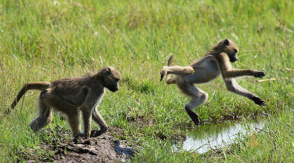 Chacma baboon - Duba Plains - Delta Okavango