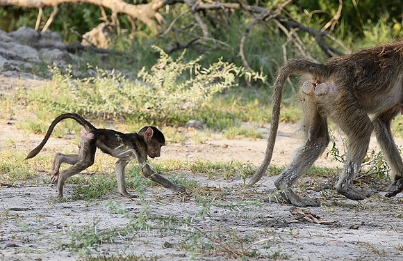 Chacma baboon - Moremi game reserve