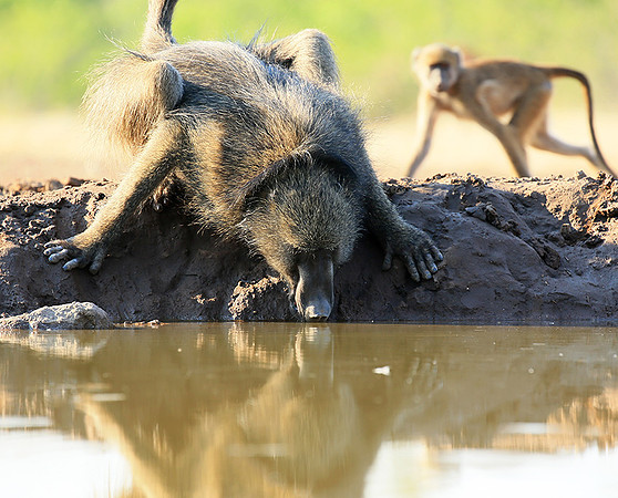At Mashatu game reserve