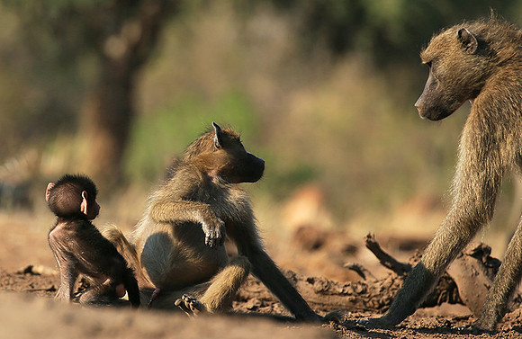 At Mashatu game reserve
