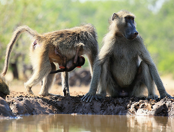 At Mashatu game reserve