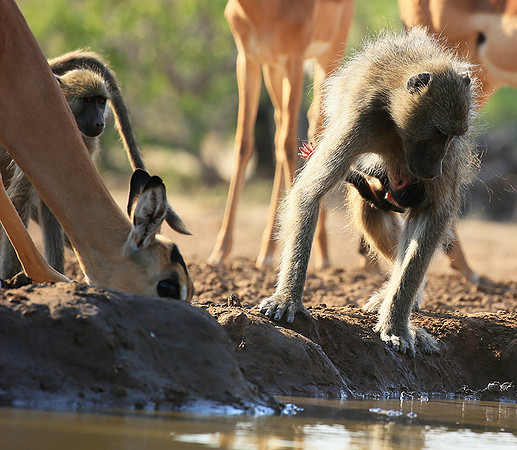 At Mashatu game reserve