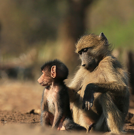 At Mashatu game reserve