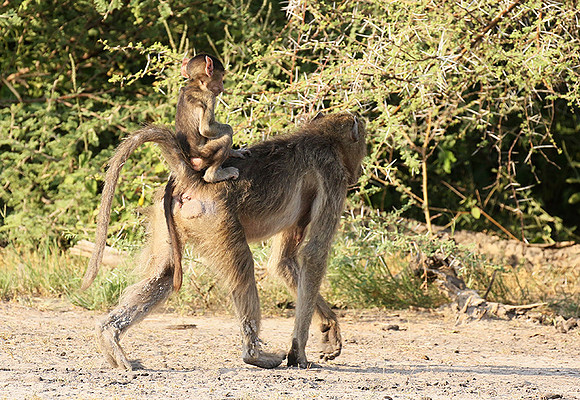 Chacma baboon - Moremi game reserve