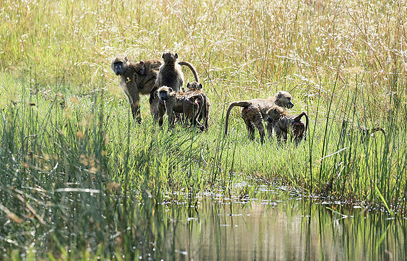 Chacma baboon - Duba Plains