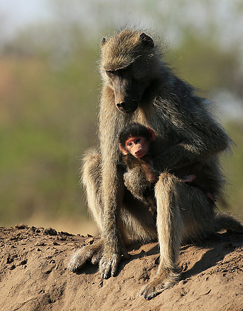 At Mashatu game reserve