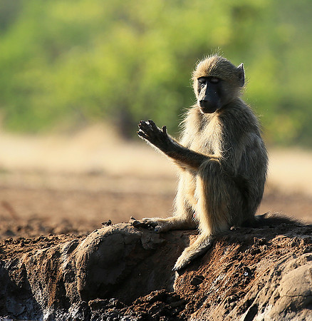 At Mashatu game reserve