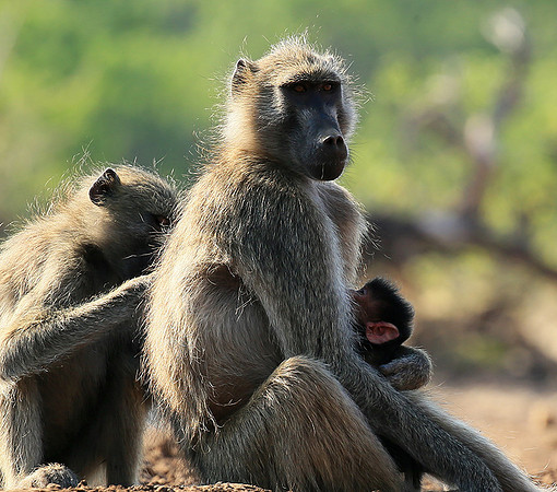 At Mashatu game reserve