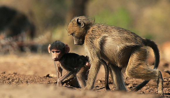 At Mashatu game reserve