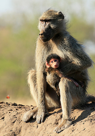At Mashatu game reserve