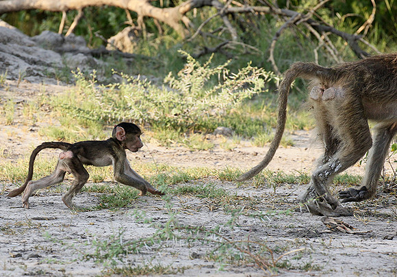 Chacma baboon - Moremi game reserve