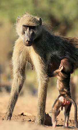 At Mashatu game reserve