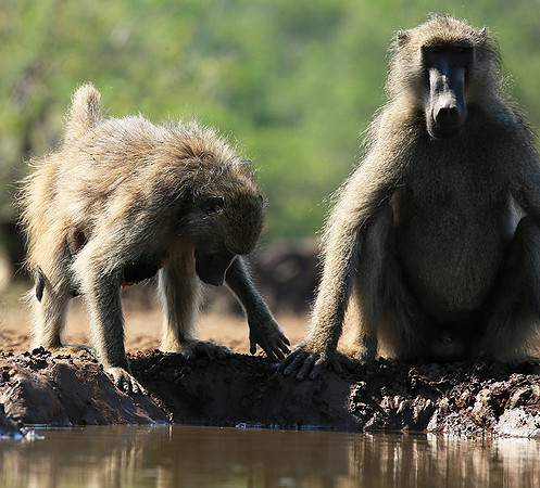 At Mashatu game reserve