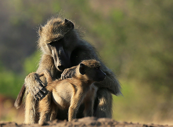 At Mashatu game reserve