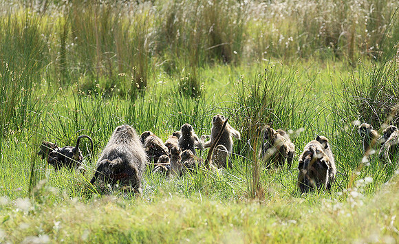 Chacma baboon - Duba Plains