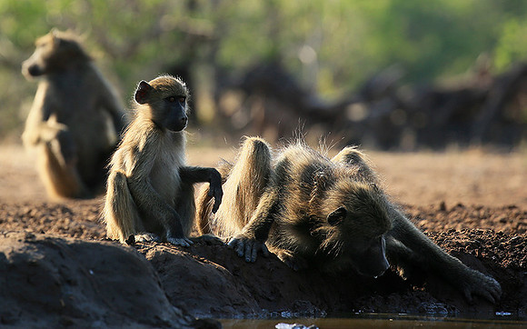 At Mashatu game reserve