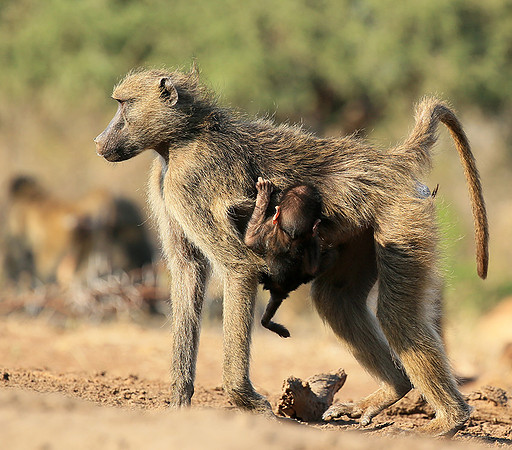 At Mashatu game reserve