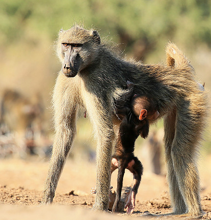 At Mashatu game reserve