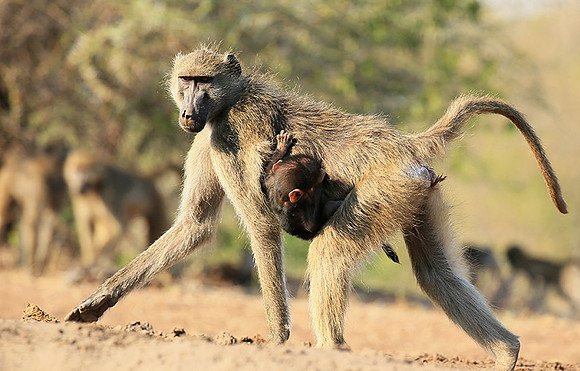 At Mashatu game reserve