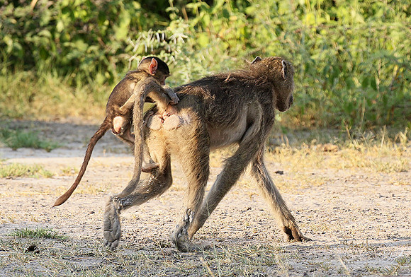 Chacma baboon - Moremi game reserve