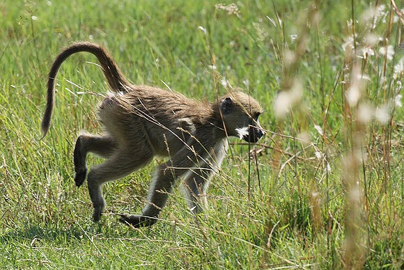 Chacma baboon - Duba Plains