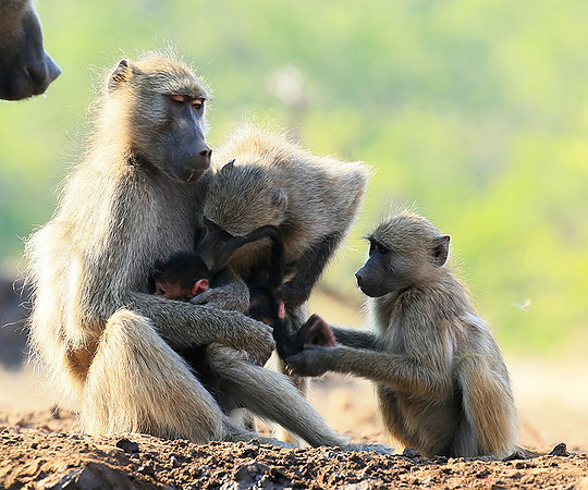 At Mashatu game reserve