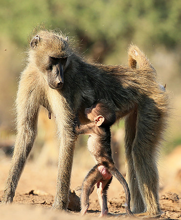 At Mashatu game reserve