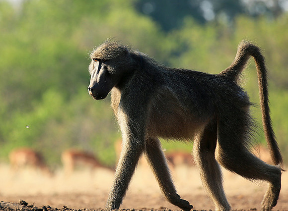 At Mashatu game reserve