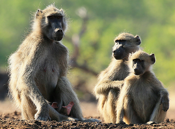 At Mashatu game reserve