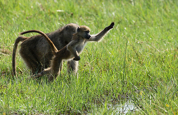 Chacma baboon - Duba Plains - Delta Okavango