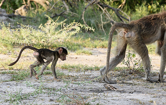 Chacma baboon - Moremi game reserve