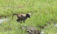 Chacma baboon - Duba Plains